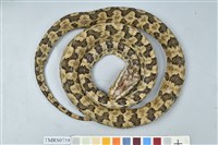 藏品(龜殼花)的圖片